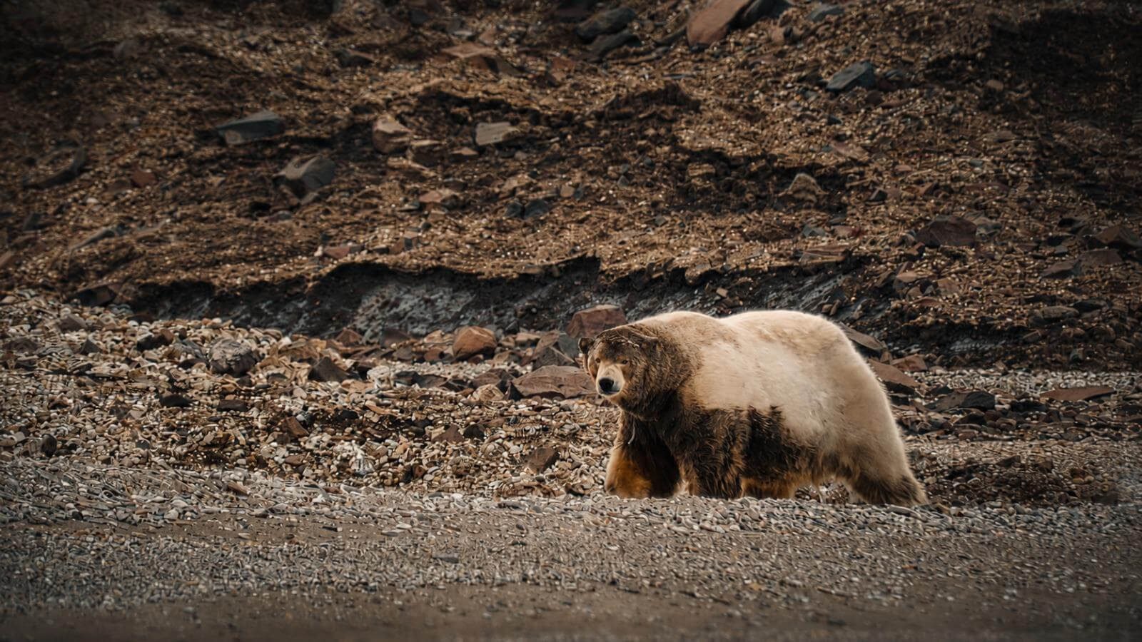 Wildlife encounter during the Arctic expedition